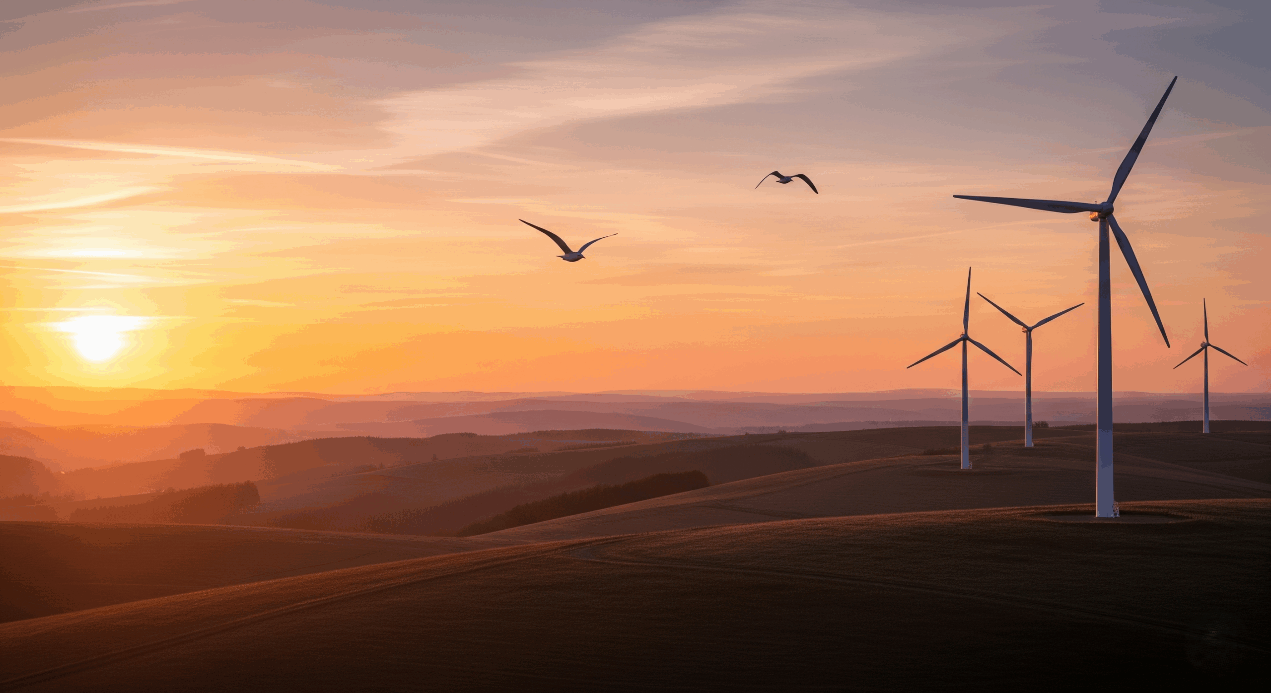 Větrné elektrárny a ptáci: Obavy vs. realita 